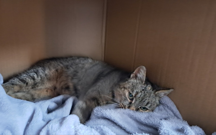 Zbiórka Pomóż mi wyleczyć kotka - zdjęcie główne