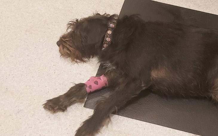 Zbiórka Na leczenie KIRI - zdjęcie główne