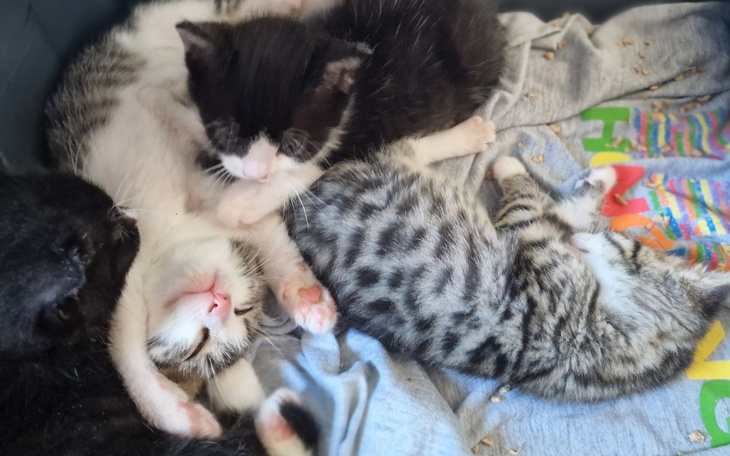 Zbiórka Klima dla kotków - zdjęcie główne