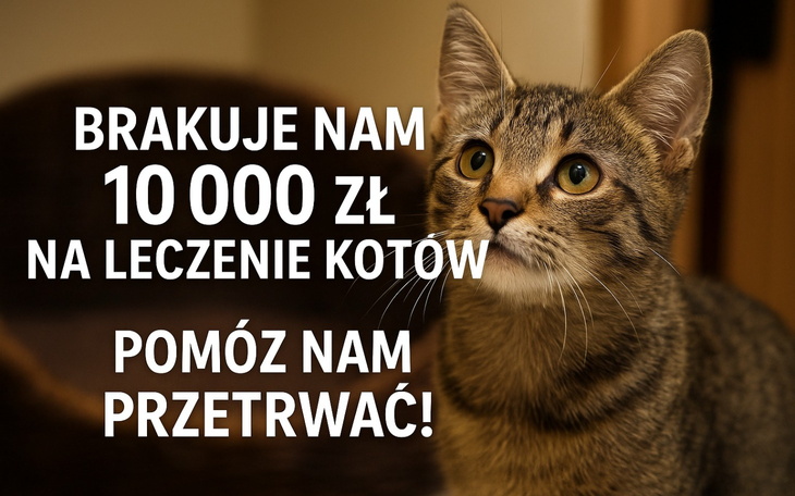 Kot z napisem o potrzebie wsparcia finansowego na leczenie.