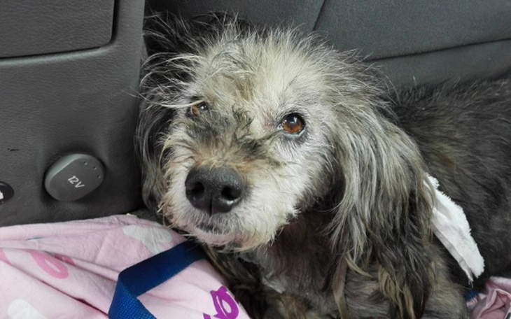 Pies z nieco zniszczonym futrem, odpoczywający w samochodzie.