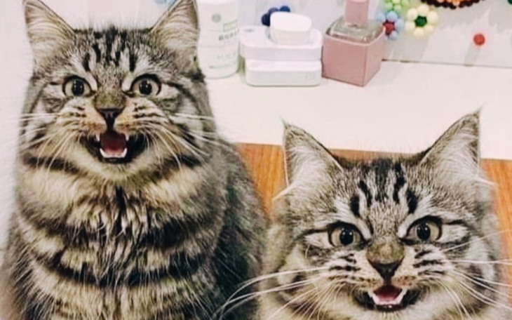 Zbiórka Bezdomne kocięta - zdjęcie główne