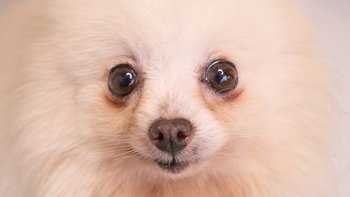 Zbiórka Piekło Gregory'ego - miniaturka zdjęcia