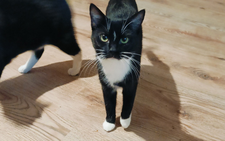 Zbiórka Kreseczka prosi o karmę Wesprzyj - zdjęcie główne