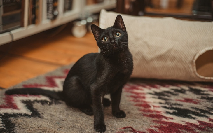 Czarny kot siedzący na dywanie, patrzący w górę.