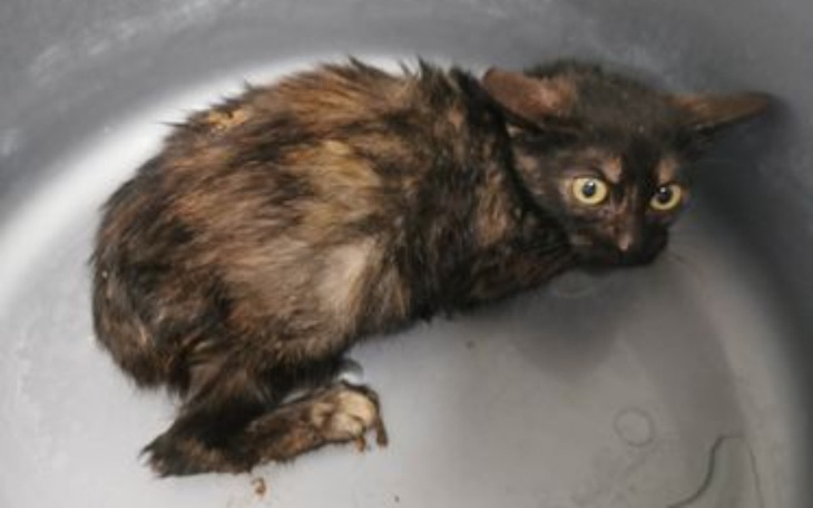 Zbiórka Z głodu jadły spleśniałą cebulę - zdjęcie główne