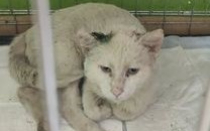 Zbiórka Dla Nijaka Białaska - zdjęcie główne