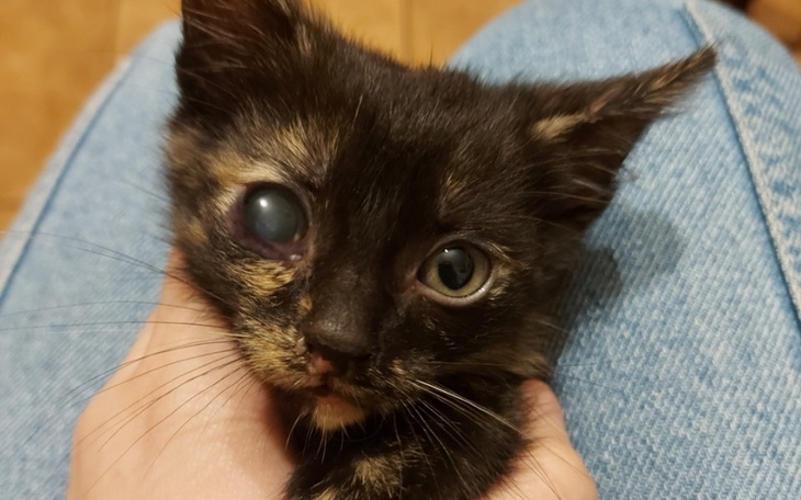 Zbiórka Wizyta okulistyczna dla kociaka - zdjęcie główne