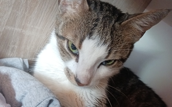 Zbiórka Mój kot Maciek ma guza na jelici - zdjęcie główne