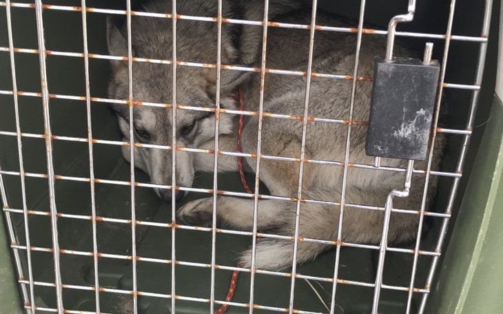 Zbiórka Dla dzikiej suni - zdjęcie główne