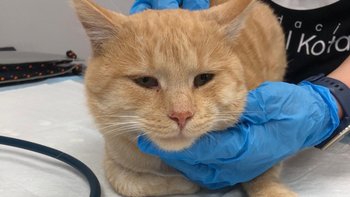 Zbiórka Rabi - miniaturka zdjęcia