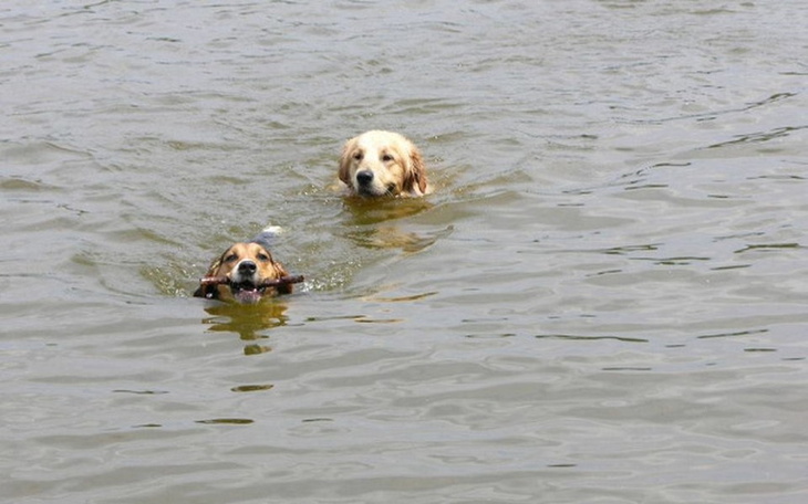 Zbiórka Dla piesków na nowe legowiska - zdjęcie główne