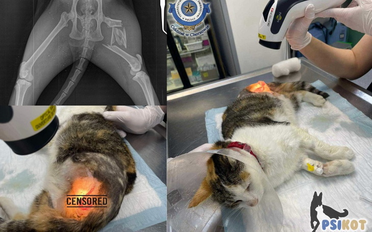 Zdjęcie rentgenowskie kota oraz jego leczenie w klinice weterynaryjnej.
