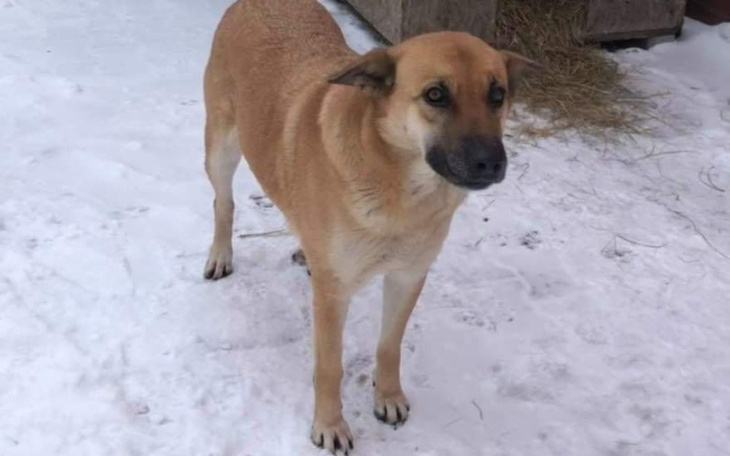 Zbiórka Na sterylizację bezdomnej suni - zdjęcie główne