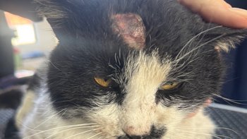 Zbiórka Jedyna nadzieja dla Lucjana - miniaturka zdjęcia