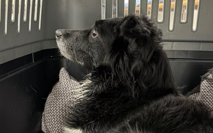 Czarny pies siedzący w transporterze, patrzący w bok.