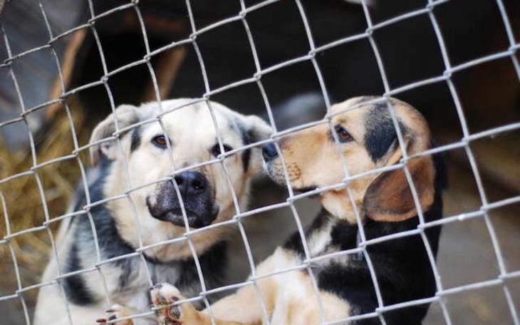 Zbiórka Zbiórka pieniędzy na karmę - zdjęcie główne
