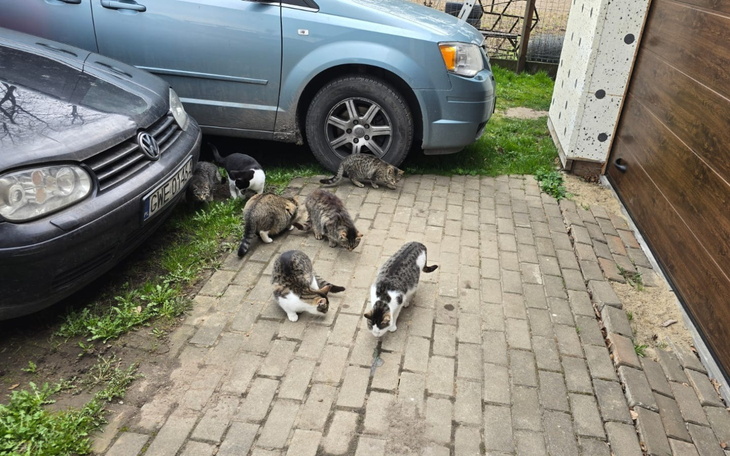 Pies w lecznicy, z kroplówką na łapie, wygląda na zmęczonego.