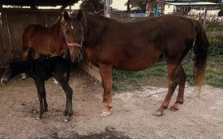 Koń z źrebakiem, spokojna scena na farmie.