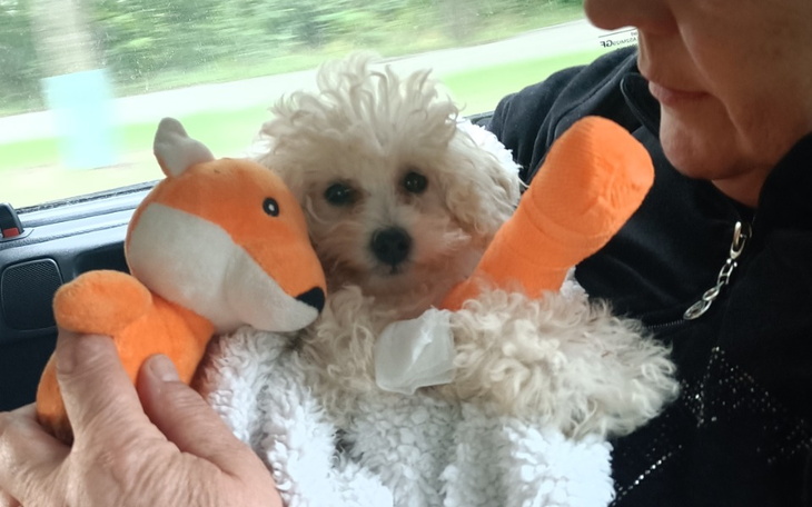 Zbiórka Na operację dejzy pieska - zdjęcie główne