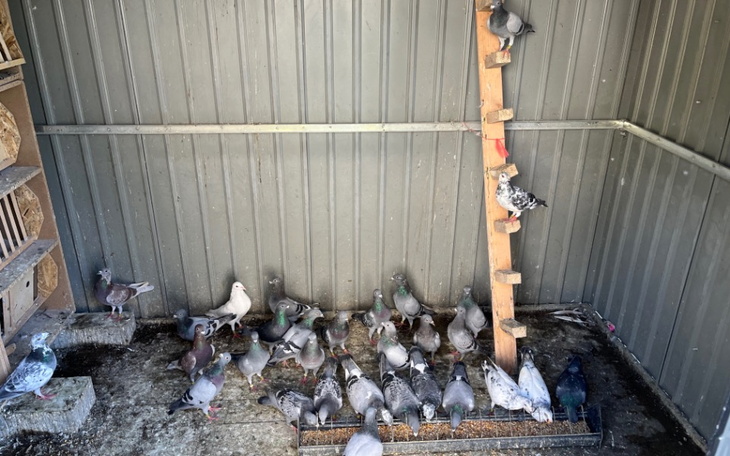 Zbiórka Nowy dom dla gołębi - zdjęcie główne