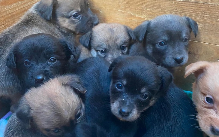 Zbiórka Świąteczna zbiorka na schronisko - zdjęcie główne