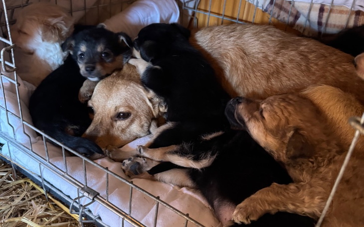 Szczeniaki śpiące w koszyku, przytulone do siebie.