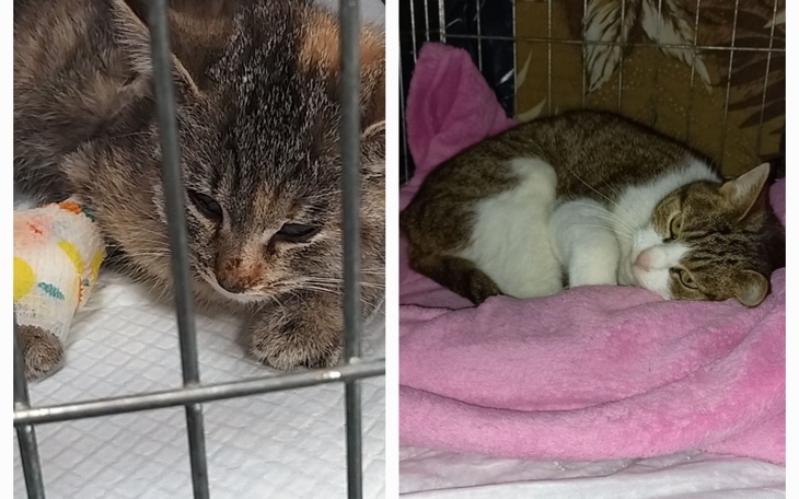 Dwa małe kotki w klatce, jeden z bandażem na łapie.