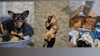 Zbiórka Ocalić życie! - miniaturka zdjęcia