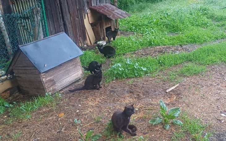 Grupa czarnych kotów w ogrodzie obok budy.