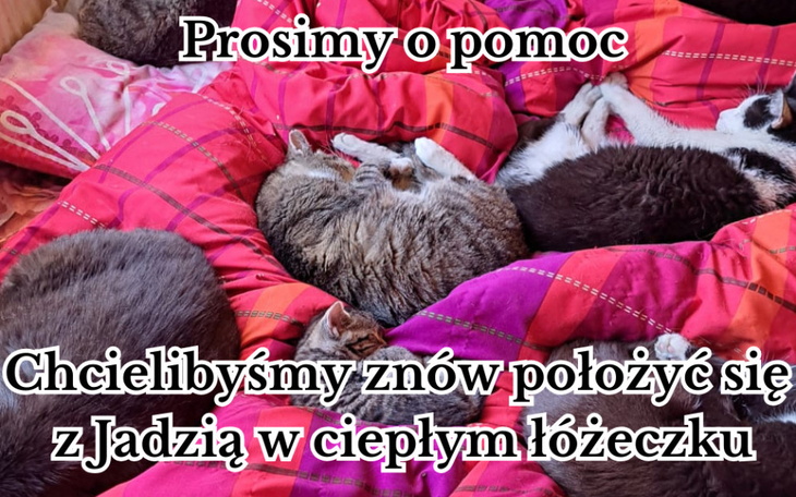 Kotki śpiące na poduszkach, proszące o pomoc.