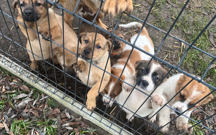 Zbiórka 6 szczeniaków traci DT - PILNE - zdjęcie główne