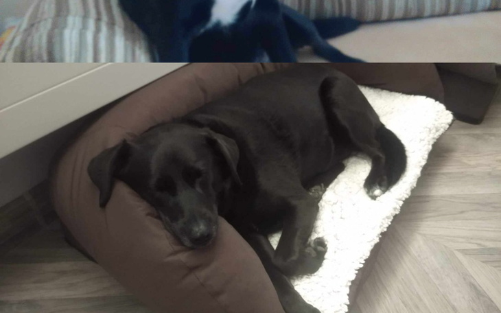 Zbiórka Na leki i karme dla czarnuszek - zdjęcie główne