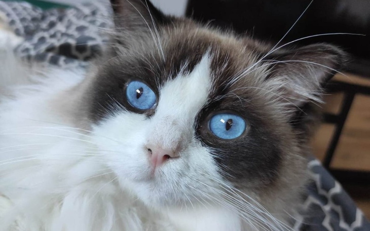 Zbiórka Henio- ostre zapalenie otrzewnej - zdjęcie główne