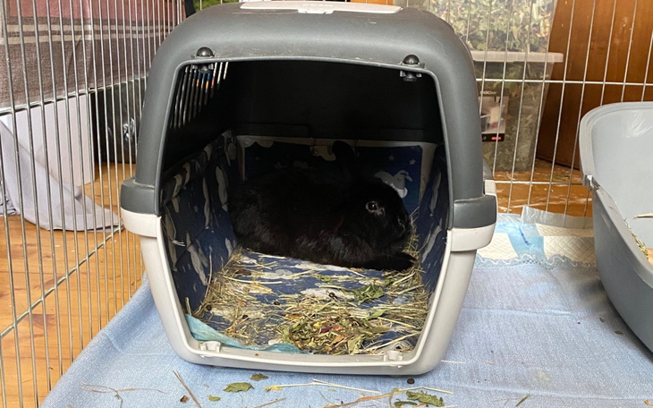 Czarny królik odpoczywający w transporterze.