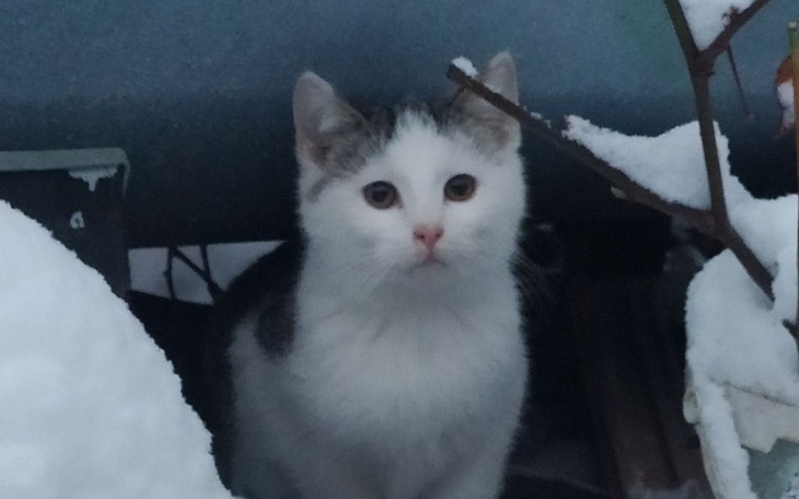 Zbiórka Hotelik ratuje przed śmiercią. - zdjęcie główne