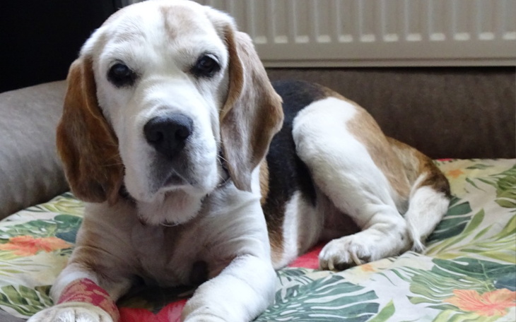 Zbiórka Lucię uratujemy tylko razem - zdjęcie główne