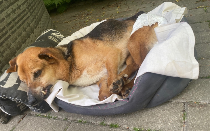 Pies leżący w legowisku, z zamkniętymi oczami.