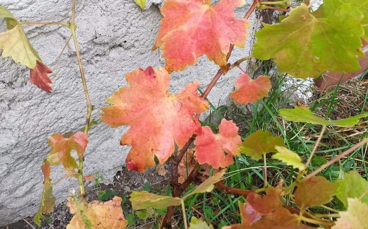 Liście winorośli w odcieniach czerwieni i zieleni na tle ściany.