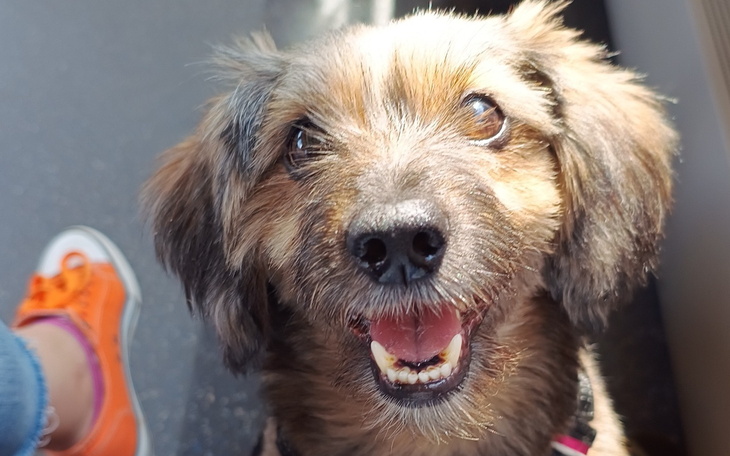 Szczęśliwy pies z uśmiechem, siedzący w pojeździe.