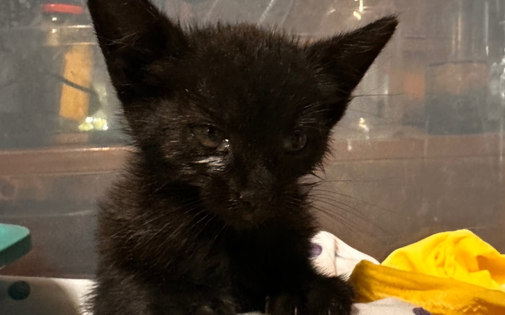 Zbiórka Parwowiroza - wyrok śmierci - zdjęcie główne