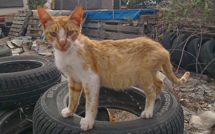Zbiórka fighting fip for a kitty - zdjęcie główne