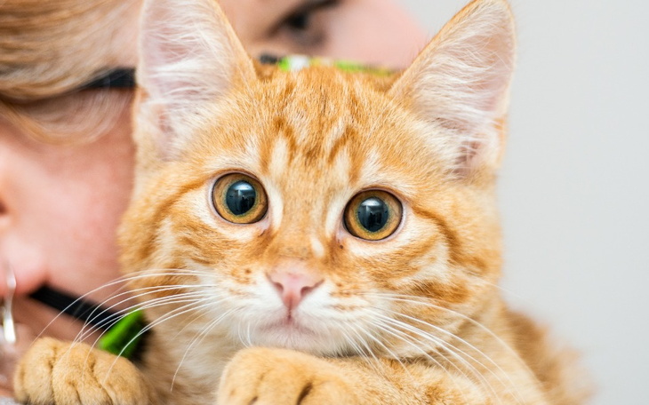 Zbiórka koty niczyje - zdjęcie główne