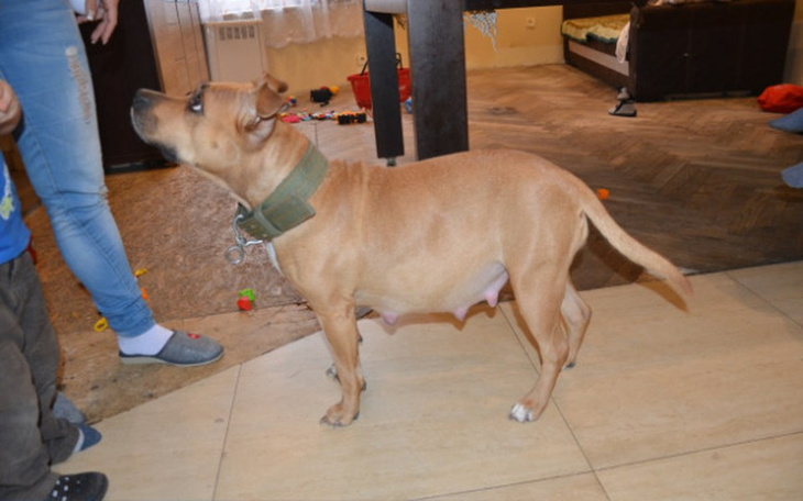 Zbiórka Amstaffy Niczyje- Sterylizacja - zdjęcie główne