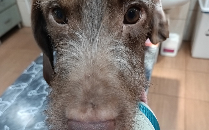 Zbliżenie na psa, z wyrazem ciekawości.