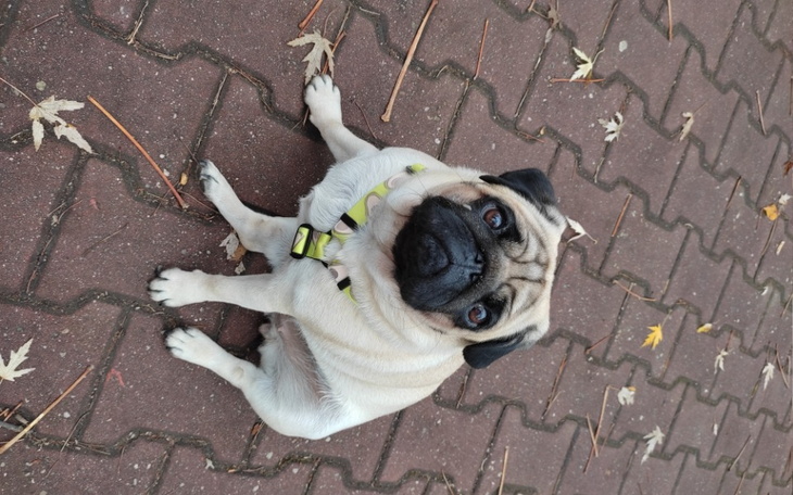 Zbiórka Korekta podniebienia u mopsa - zdjęcie główne