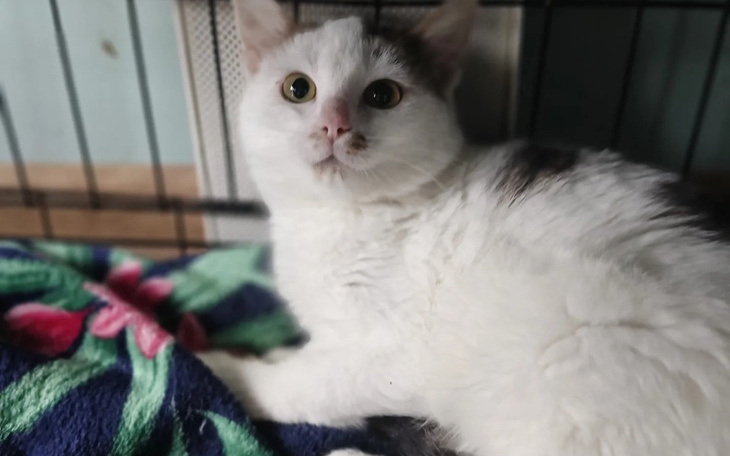 Zbiórka Kotka wyrzucona do lasu - zdjęcie główne