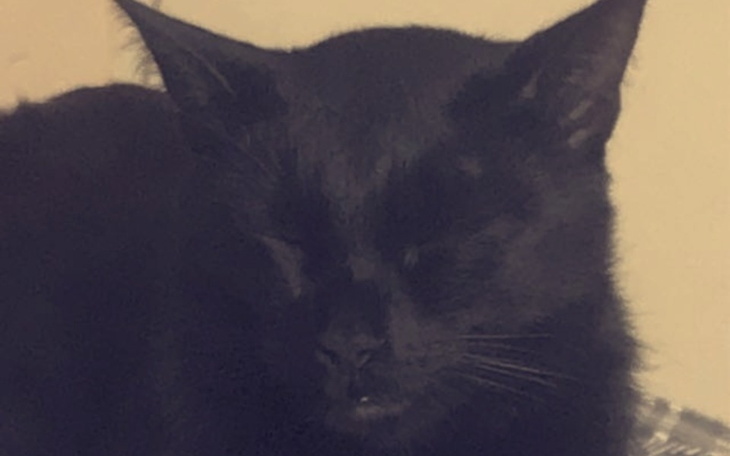 Zbiórka Utrzymanie moich trzech kociaków - zdjęcie główne