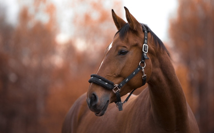 Zbiórka Pomóż spełnić marzenie biednym - zdjęcie główne