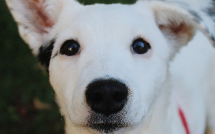 Biały pies z dużymi oczami, patrzący prosto w obiektyw.
